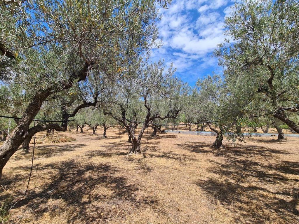 Το Κτήμα Της Ελιάς Του Τάκη Casa de hóspedes Paralia Demonias Exterior foto