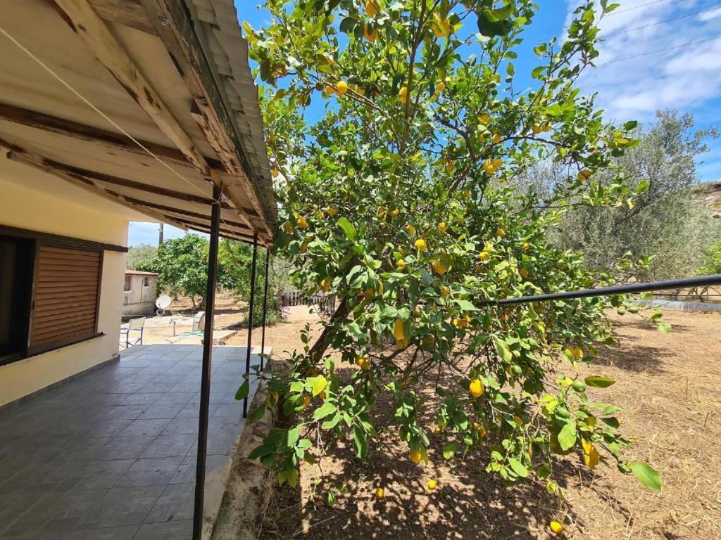 Το Κτήμα Της Ελιάς Του Τάκη Casa de hóspedes Paralia Demonias Exterior foto